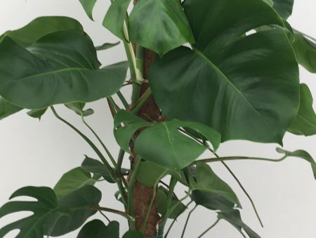 Monstera Online