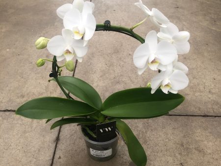 Orchidee p12 rond Cheap