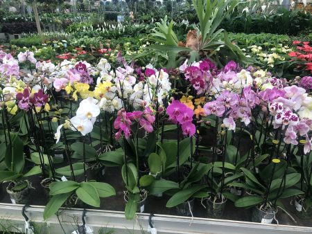 Orchidee GEKLEURD 2 tak Supply