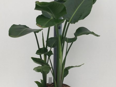 Strelitzia Supply