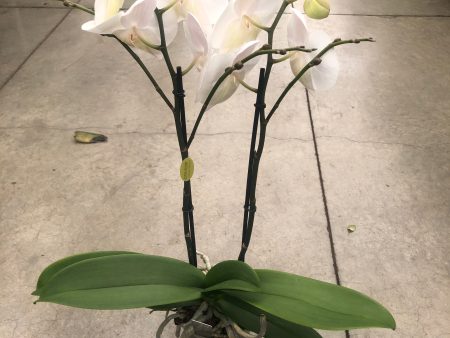 Orchidee wit 2 tak Online Sale